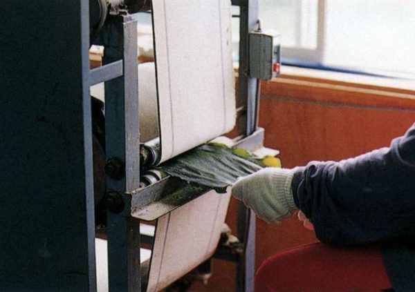 In Hakodate, Japan, the Saccharina blades are carefully straightened.