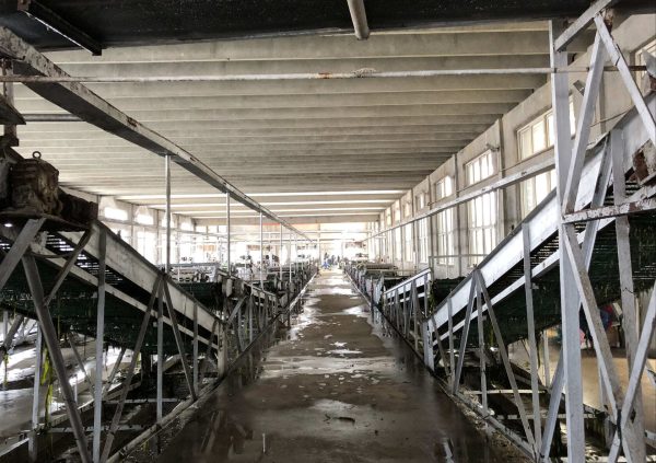 Washing and boiling biomass in pre-treatment processing lines, Shandong, China. (Photo courtesy of Innovation Norway China)