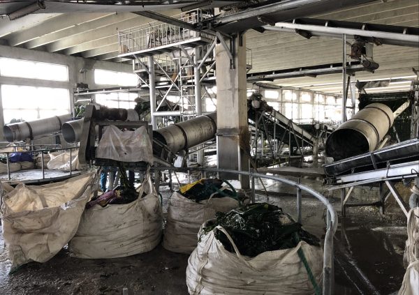 After pre-treatment products, salted in bulk sacks, Shandong, China. (Photo courtesy of Innovation Norway China)