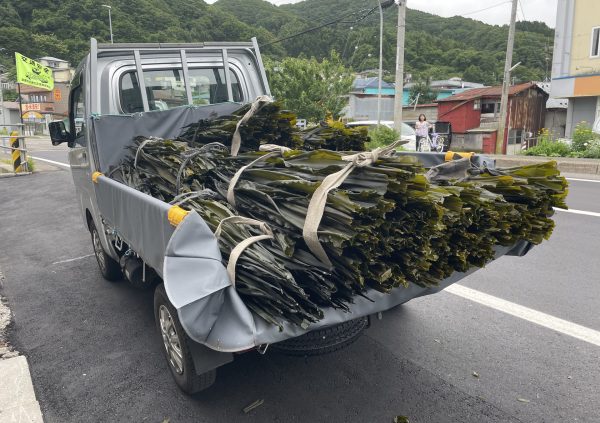 Transported dried Saccharina to auction house in Japan.