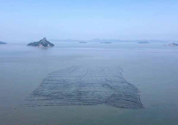 Undaria farm site in the sheltered and rugged coastline of Jeollanam, South Korea.