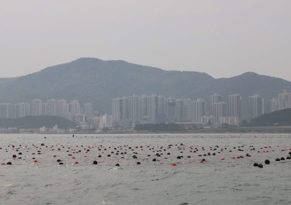 Undaria farm site in more exposed waters in Gijang, South Korea