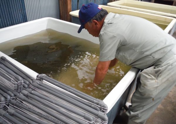 Dried mekabu is placed in filtered seawater tank to let zoospores settle on seedling substrate made by PVC frame with nylon strings. (Photo courtesy of Riken Foods)