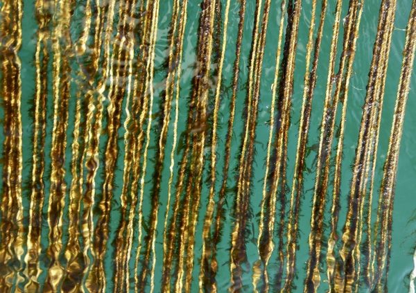 Seedling thread made indoor incubation condition by using another method, the gametophytes method. (Photo courtesy of Riken Food)