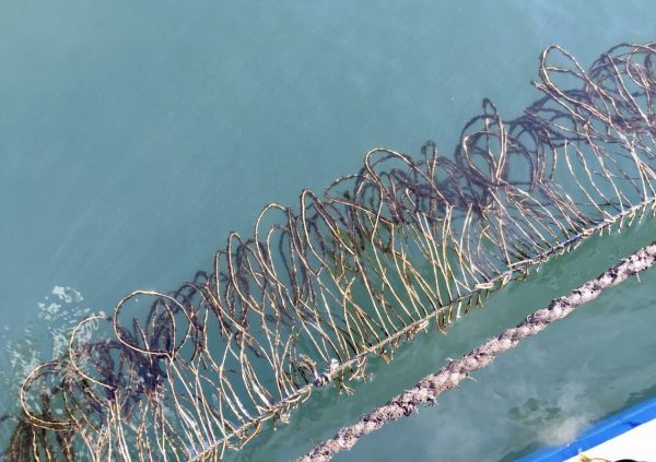 Acclimatization of the seedling thread made by gametophytes method for 3 – 7days near the farm site. (Photo courtesy of Riken Foods)