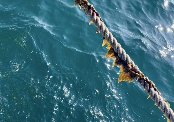 Twine seeding in Sanriku, Japan. (Photo courtesy of Riken Food)