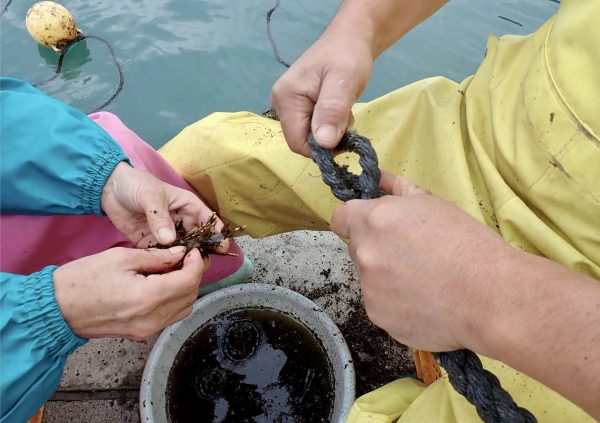 Method 2: Manual insertion of seedling thread section to main rope - Step 1 in Sanriku, Japan.(Photo courtesy of Riken Food)