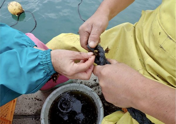 Manual insertion of seedling thread section tomain rope - Step 2 in Sanriku, Japan.(Photo courtesy of Riken Food)