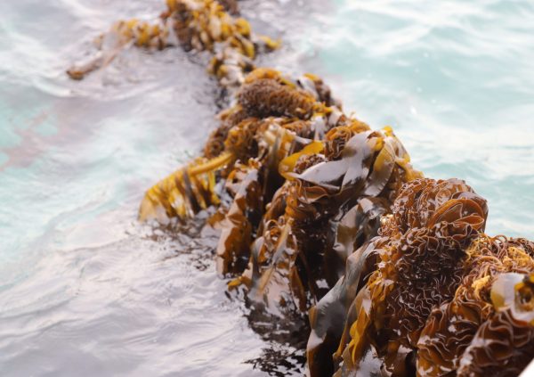 Undaria at the end of the grow out period in April in Kijang, South Korea