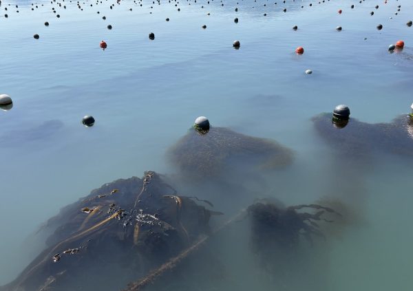 Undaria growing for Abalone feed near Wando in South Korea.