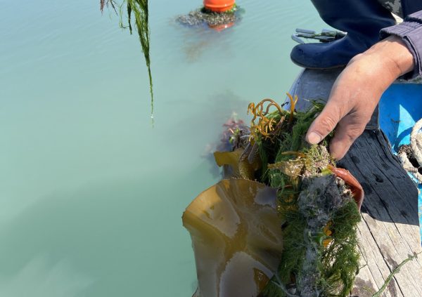 Farmer has to remove filamentous algae and other growth from the ropes. (This picture shows Saccharina, but the same applies for Undaria).