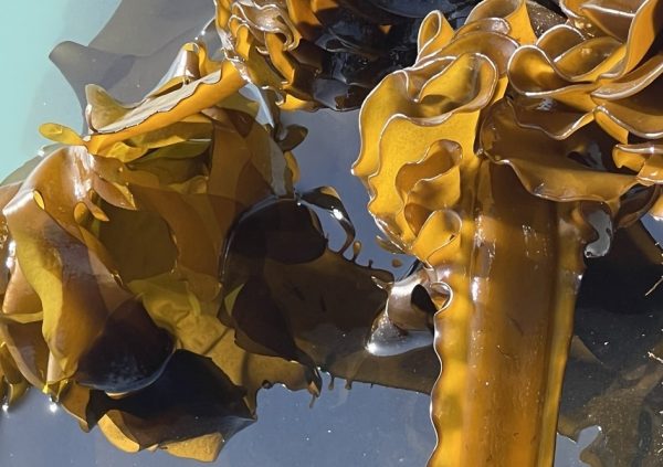 Towards the end of the growing period, the lines are lifted closer to the surface.