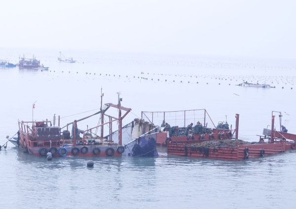 Harvesting in Goheung-gun, Jeollanam-do, South Korea. (Photo courtesy of Riken Food)
