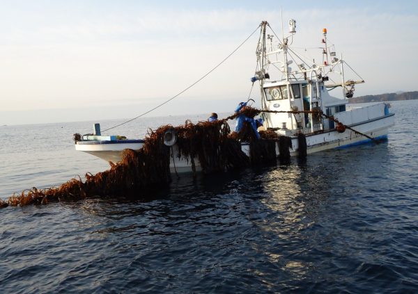 A harvesting boat from a Fishery cooperative in Sanriku, Japan. With this method approximately 150 meters of line is harvested per hour.(Photo courtesy of Riken Food)