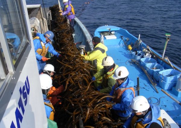 In Japan, a Fishery cooperative typically has one large harvesting boat, where all members works together during harvest season. (Photo courtesy of Riken Food)