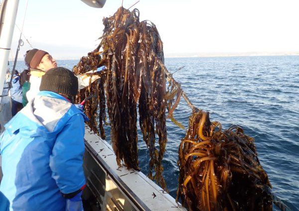 In Iwate and Miyagi Prefectures in Japan, the cutting takes place at the top of the Sporophyll. (Photo courtesy of Riken Food)