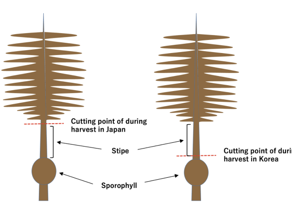 The cutting point is very different between South Korea and Japan. (Illustration from Riken Food)