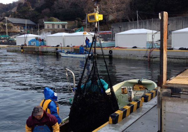 Transportation of harvested Undaria to shore in Sanriku, Japan. (Photo courtesy of Riken Food)