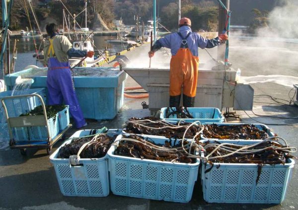 Small, provisional processing line set up by farmers at a port in Sanriku, Japan.