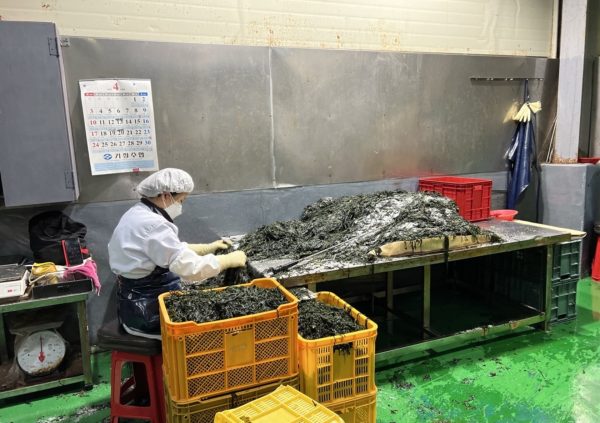 Stringing Undaria is labor intensive, because it is done by hand. Busan, South Korea