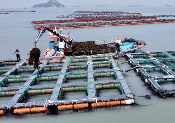 In South Korea, about 60% of the harvested Undaria is fed directly to Abalone.