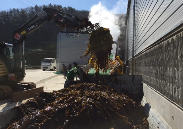 Arrival of harvested biomass at processing facility in Goheung-go, South Korea (Photo courtesy of Riken Food)