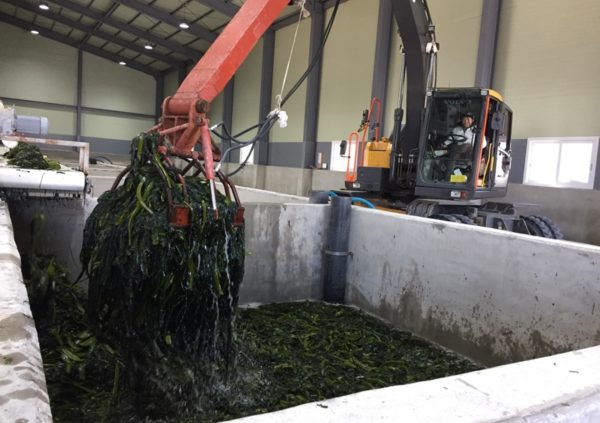 Pre-treatment of Undaria in large processing facility in in Goheung-go, South Korea (Photo courtesy of Riken Food)