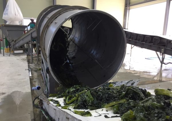 A tumble mashine removes the excess liquid in Goheung-go, South Korea (Photo courtesy of Riken Food)