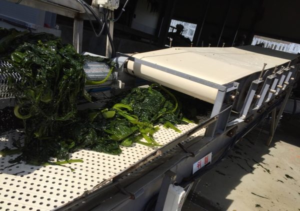 Wakame processing in Goheung-go, South Korea (Photo courtesy of Riken Food)