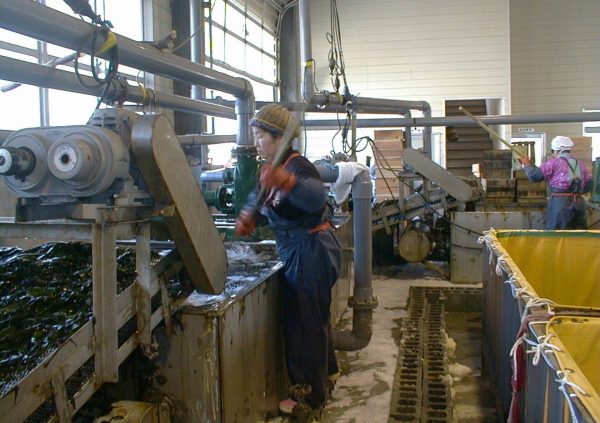 An automated processing line of Undaria in Sanriku, Japan (Photo courtesy of Riken Food)