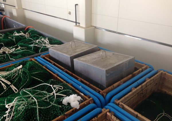 The process of salting the blanched Undaria in Sanriku, Japan (Photo courtesy of Riken Food)