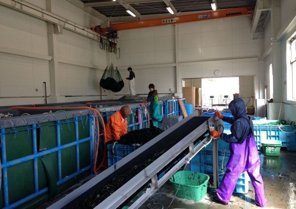 Large processing facility in Sanriku, Japan (Photo courtesy of Riken Food)
