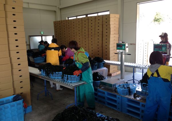 Packing Undaria in cardbox boxes, ready to be sold at an auction in Sanriku, Japan (Photo courtesy of Riken Food)
