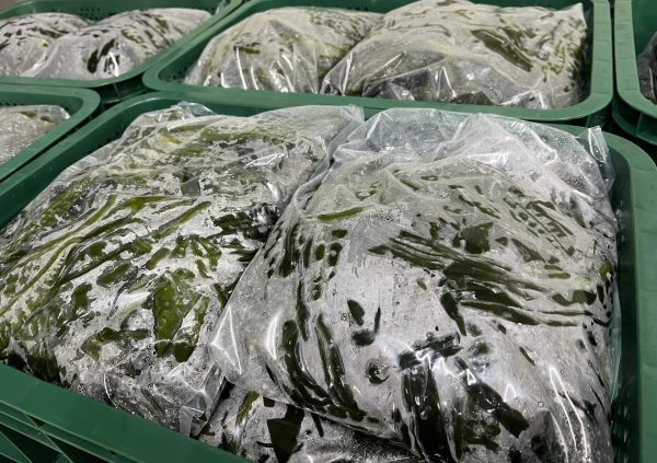 Pre-processed blanched bags of Undaria, ready to be frozen in South Korea.