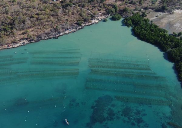 Siting in a sheltered location protects the farm from strong wave action, yet sufficient water flow is vital to the seaweed. Semau Island, NTT, Indonesia