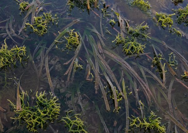 The seagrass area is said to not be good for growing seaweeds, yet in many places we saw them coexist just fine. Oenggaut, NTT, Indonesia
