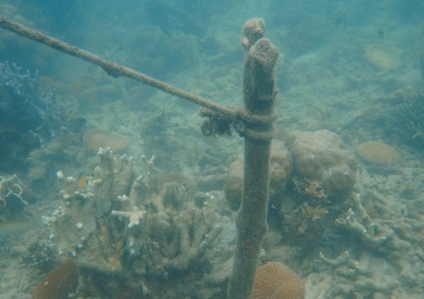 Farmers usually avoid coral reef areas because setting up a farm negatively impacts reef health and the reef attracts fish grazing on their seaweed. Semporna, Sabah, Malaysia