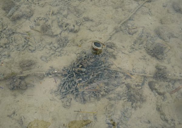 Sandy ocean bottoms are quite typical where seaweed is farmed in shallow areas. Kupang, NTT, Indonesia