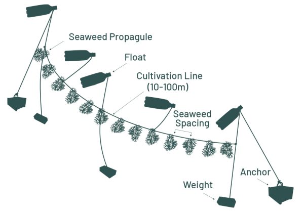 Cultivo con líneas largas suspendidas (ilustración adaptada de la Universidad Malaya)