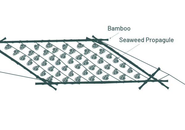 Cultivo en balsas flotantes (Ilustración adaptada de la Universidad Malaya)