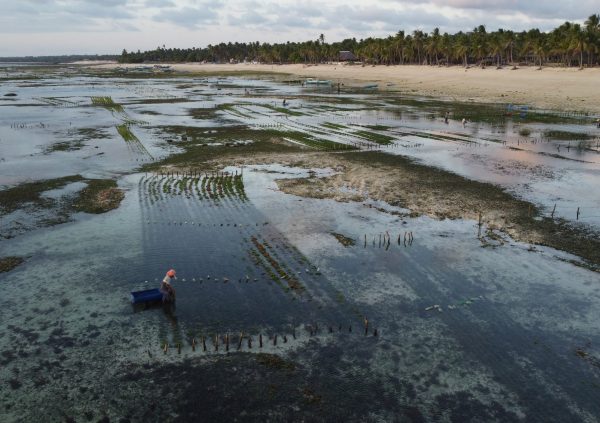 Fixed off-bottom method in shallow water in Nemberala, Rote Island, Indonesia.