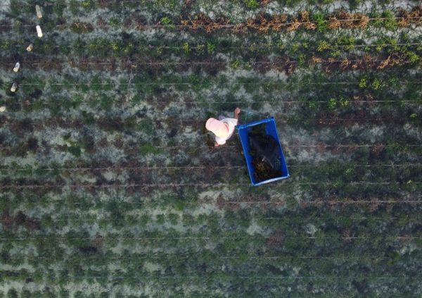 Fixed off-bottom method in high density, due to short distance between culture lines Nemberala, Rote Island, Indonesia.