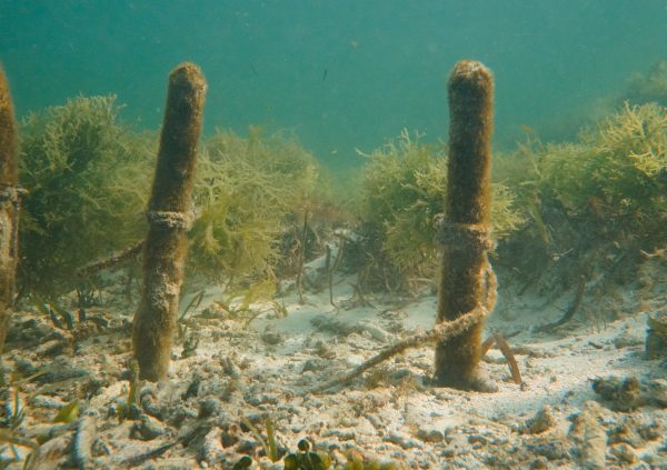 In most fixed off-bottom farm setups, each culture line will be attached with two wooden stakes.