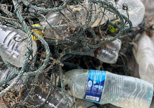 The culture lines can be reused many times if kept in good conditions. Sabah, Malaysia