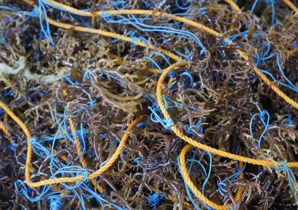 New seedlings are tied into culture lines and ready to be deployed at sea.