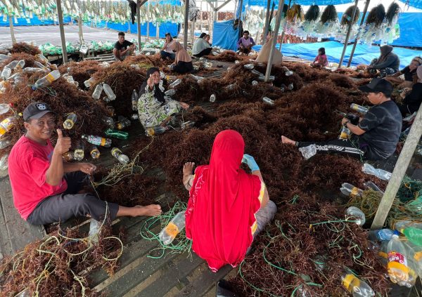 In Nunukan, Indonesia, entire groups that do the tying, work for several different farmers on a day by day basis. They get paid per piece or completed line at the end of the day.