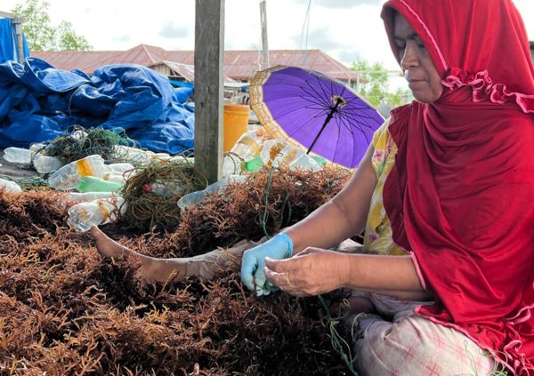 Most of these workers are women that do this work full time. In most regions in Indonesia, this activity takes place all year around.