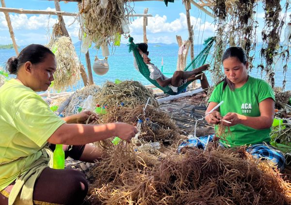 In Taytay Bay, the Philippines, the extended family usually comes together and carries out the tying activity on stilts at sea.