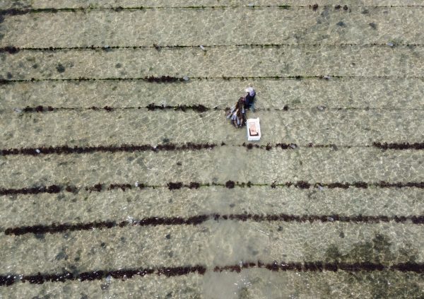 Farmer in Kupang, Indonesia bringing out seeded lines to be attached to the fixed off bottom farmsite.