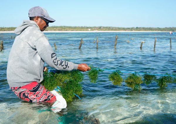 Deploying a seeded line in a fixed off bottom farmsite in Nemberala, Indonesia.